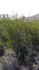 Dodonaea viscosa viscosa