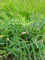 Vicia cracca