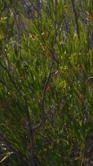 Dodonaea viscosa viscosa