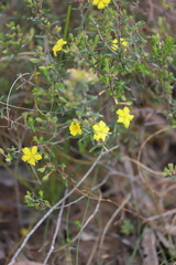 Hibbertia australis