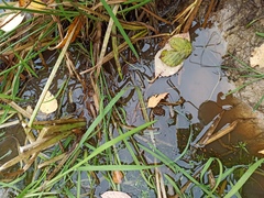 Sparganium glomeratum