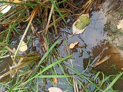 Sparganium glomeratum