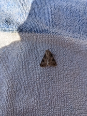 Agrotis puta