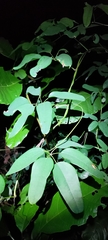 Lardizabalaceae