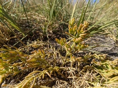 Nitrophila occidentalis