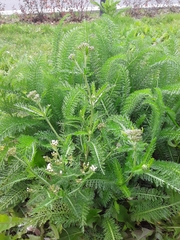 Achillea millefolium