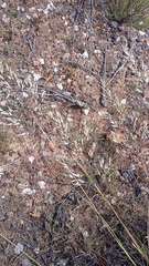 Pentameris eriostoma