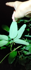 Lardizabalaceae