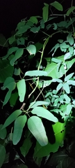 Lardizabalaceae
