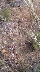 Pentameris eriostoma