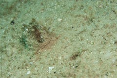 Philinopsis speciosa