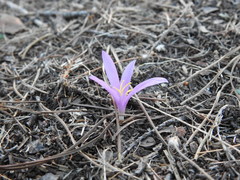 Colchicum filifolium