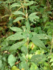 Callicarpa randaiensis