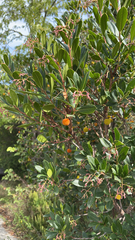 Arbutus unedo