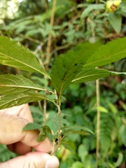 Callicarpa randaiensis