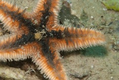 Astropecten irregularis pontoporeus