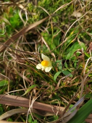 Linaria japonica