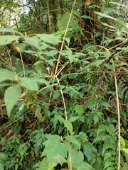 Callicarpa randaiensis