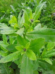 Cirsium arvense