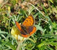 Lycaena phlaeas phlaeas