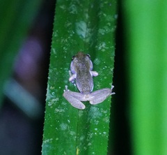 Ranoidea rheocola