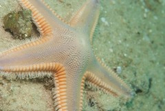Astropecten irregularis pontoporeus