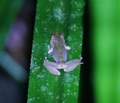 Ranoidea rheocola