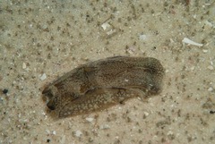 Philinopsis speciosa