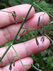 Notoseris melanantha