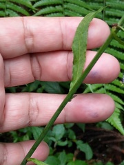 Notoseris melanantha