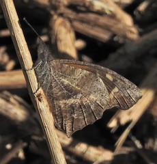Libythea laius