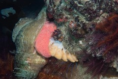 Lugubrilaria lugubris