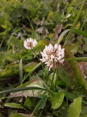Trifolium repens