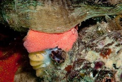 Lugubrilaria lugubris