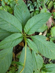 Hydrangea densifolia