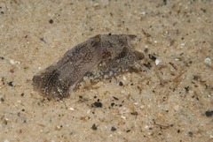 Philinopsis speciosa