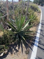 Agave sisalana image