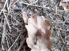 Andricus infectorius