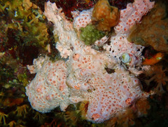 Hemimycale columella