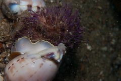 Semicassis zeylanica