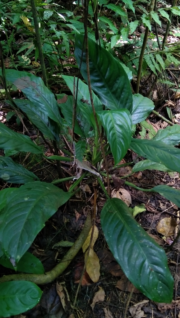 Aglaonema marantifolium (Aglaonema marantifolium)