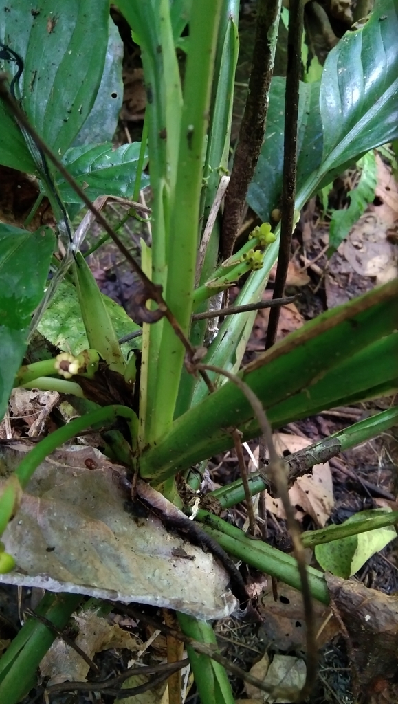 Foto de Comigo-ninguém-pode