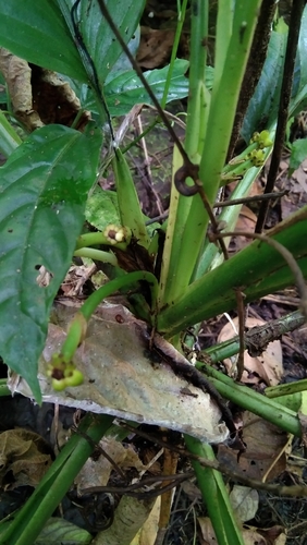 Foto de Comigo-ninguém-pode