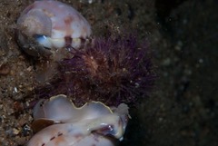 Semicassis zeylanica