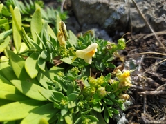 Linaria japonica