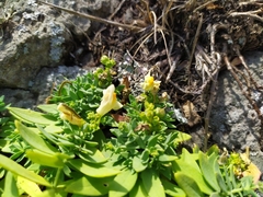Linaria japonica