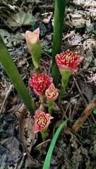 Etlingera pyramidosphaera