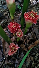 Etlingera pyramidosphaera