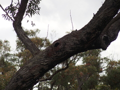 Eucalyptus marginata marginata