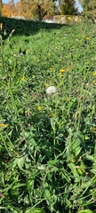 Sonchus oleraceus